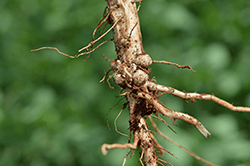 Ensures Nodulation