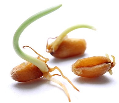 Accelerates Germination