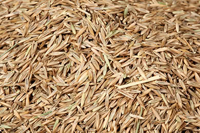 Improves Seed Survival