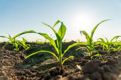 Strengthens Seedlings